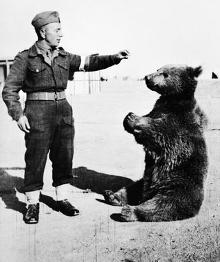 Imola celebrates Polish soldier-bear Wojtek