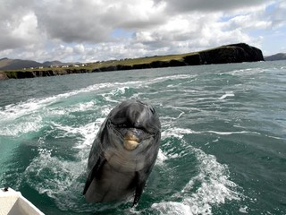 Irlandzki delfin Fungie przyciąga coraz więcej turystów