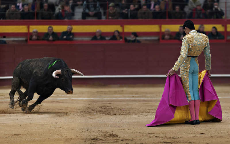 Rząd Hiszpanii wsparł promocję korridy. Obrońcy praw zwierząt protestują