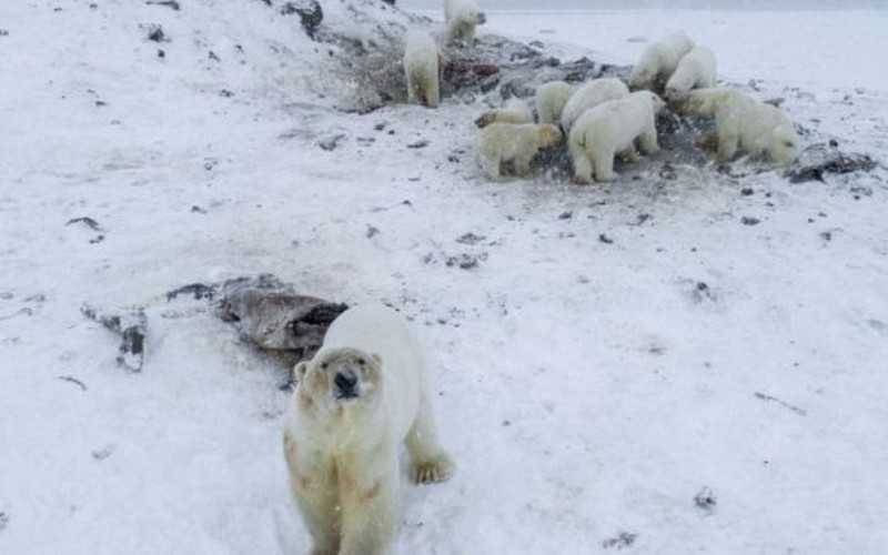 Inwazja białych niedźwiedzi sparaliżowała miasteczko w Rosji