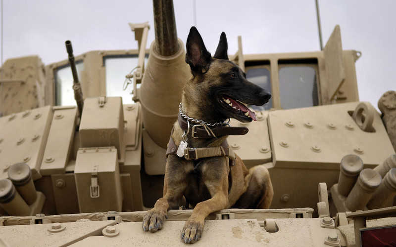 A quiet retirement for dogs that served in the army