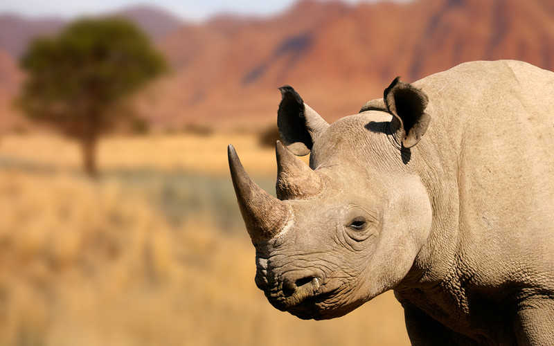 Fausta, 'world's oldest rhino', dies aged 57 in Tanzania 
