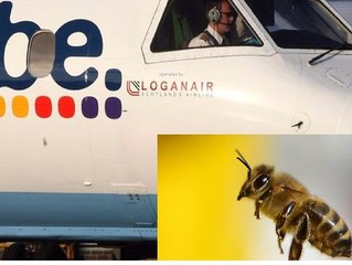  Flybe flight grounded by 'bee strike'
