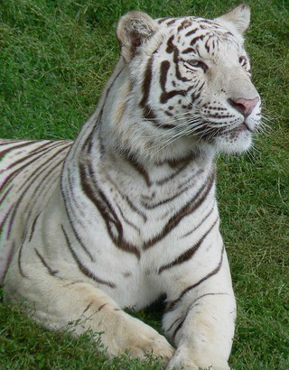 Biały tygrys z zalanego przez powódź zoo zabił mężczyznę w Tbilisi
