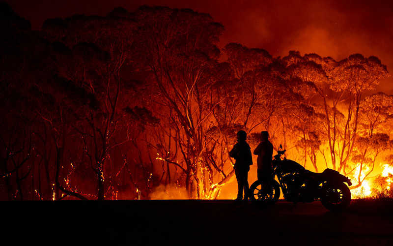 Pożary w Australii: Tajna misja ratowania "drzew-dinozaurów"