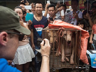 Festiwal psiego mięsa w Chinach: Kobieta uratowała setki zwierząt 
