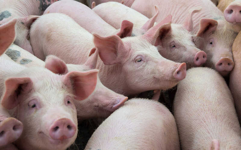 Polski rolnik został zjedzony przez świnie
