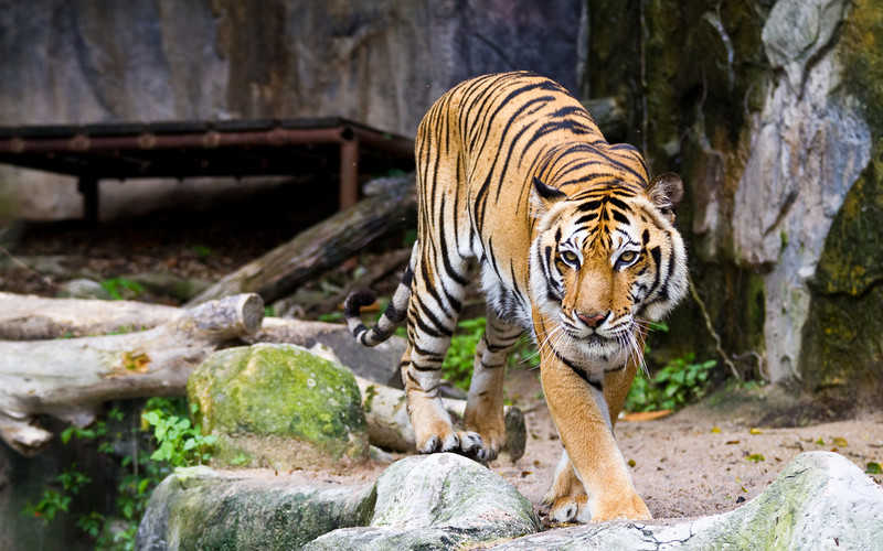 Employees of the English zoo are asking for perfumes for tigers