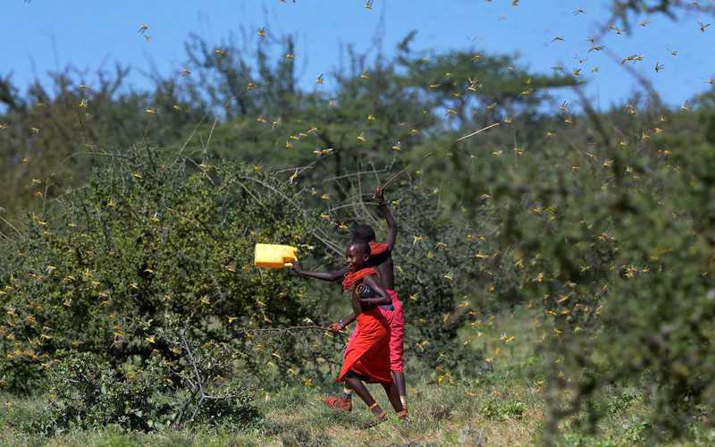 Plaga szarańczy pustoszy uprawy w Kenii