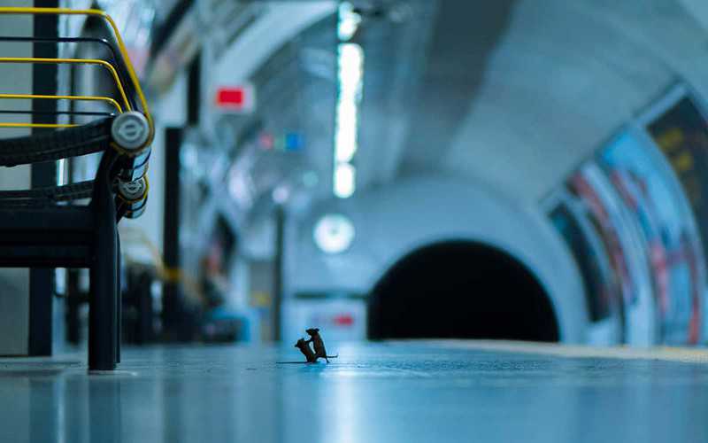 Walka myszy na stacji metra w Londynie zdjęciem roku 2019
