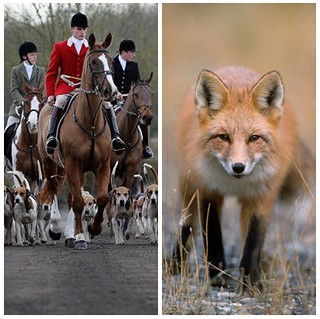 Awantura o polowanie na lisy ze sforą psów. Brytyjczycy podzieleni
