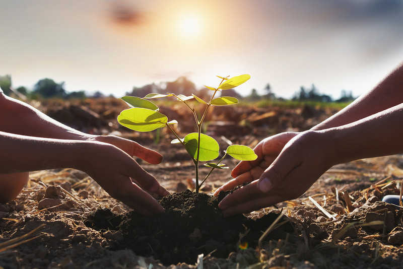 "Le Figaro": Will planting trees save the globe?