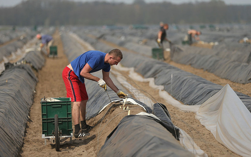 Bild: Asparagus farms may lack thousands of Polish workers