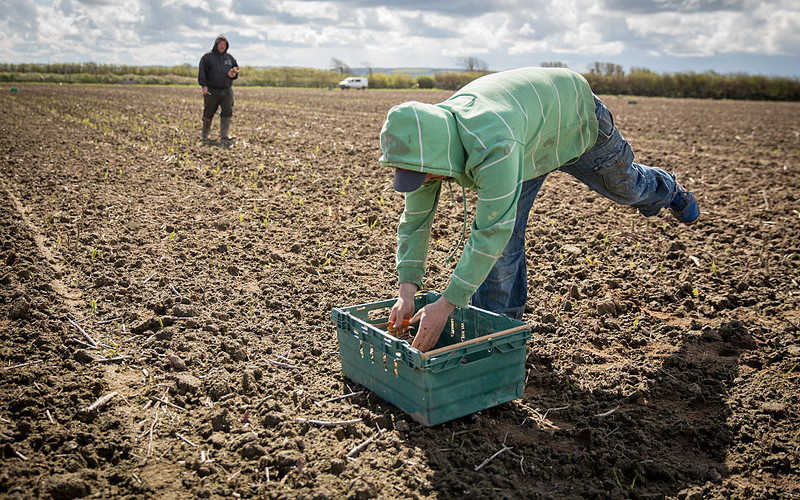 Brytyjczycy potrzebni "od zaraz" do pracy w rolnictwie
