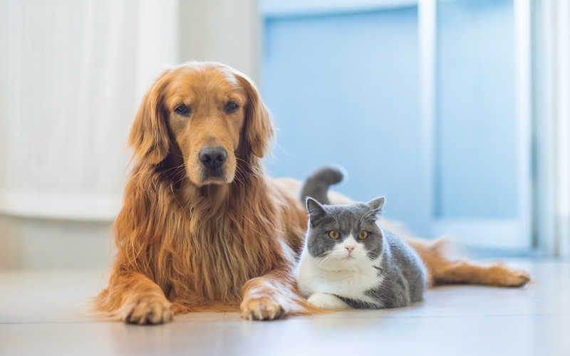  Studies of thousands of samples confirm that dogs and cats do not carry coronavirus
