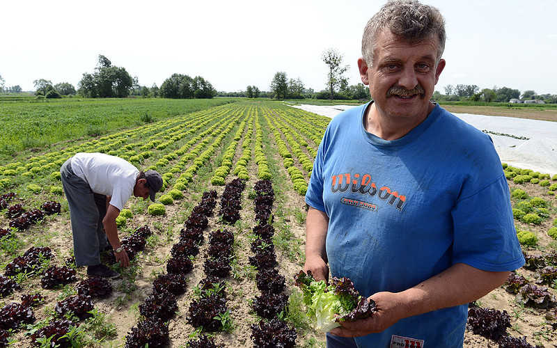 Polish farmers are asking for help. "Collections are at risk without immigrants"