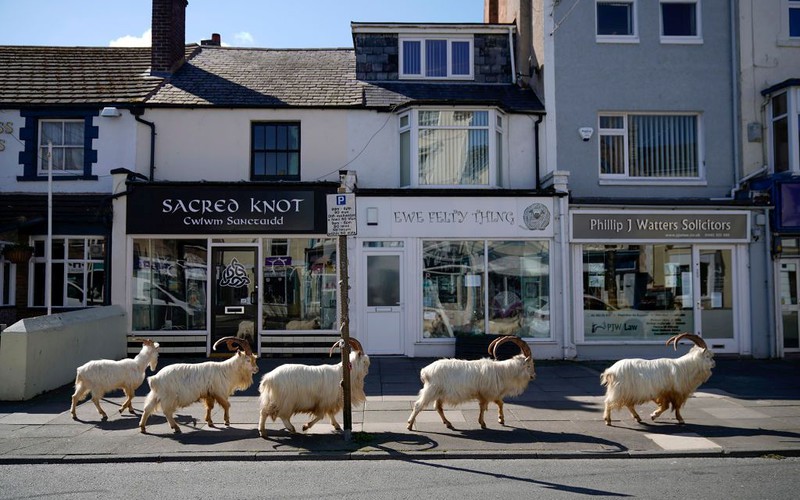 Coronavirus: Goats take over empty streets of seaside town