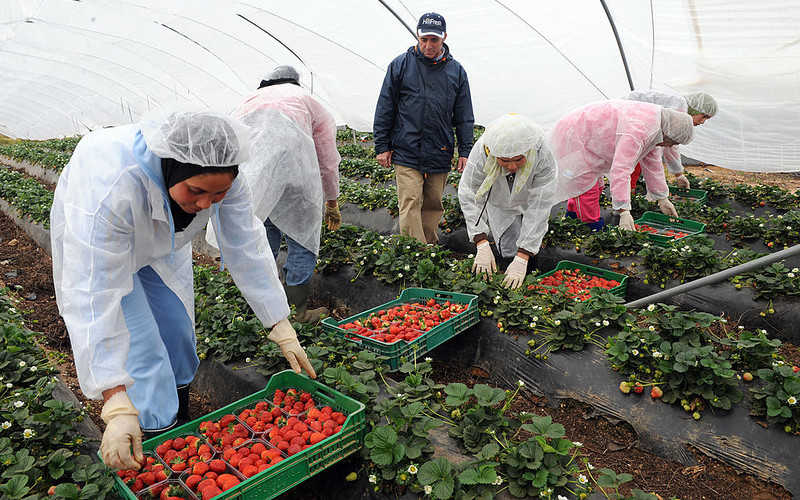 Hiszpania wprowadza ułatwienia dla imigrantów do pracy w rolnictwie