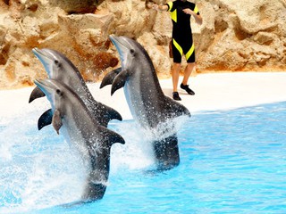 Poland does not agree to build commercial dolphinariums