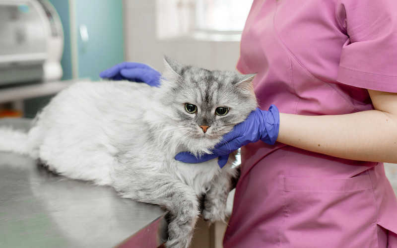 Dwa koty w Nowym Jorku zakażone koronawirusem 