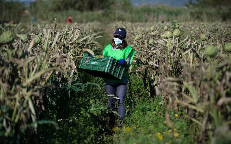Hiszpania: Pomimo bezrobocia brakuje rąk do pracy przy zbiorach owoców i warzyw
