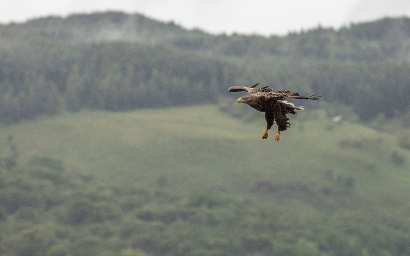 UK’s largest bird of prey returns to England for first time in 240 years