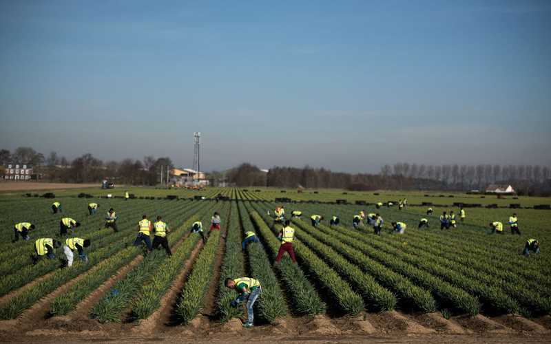 Rolnicy w UK narzekają na angielskich pracowników