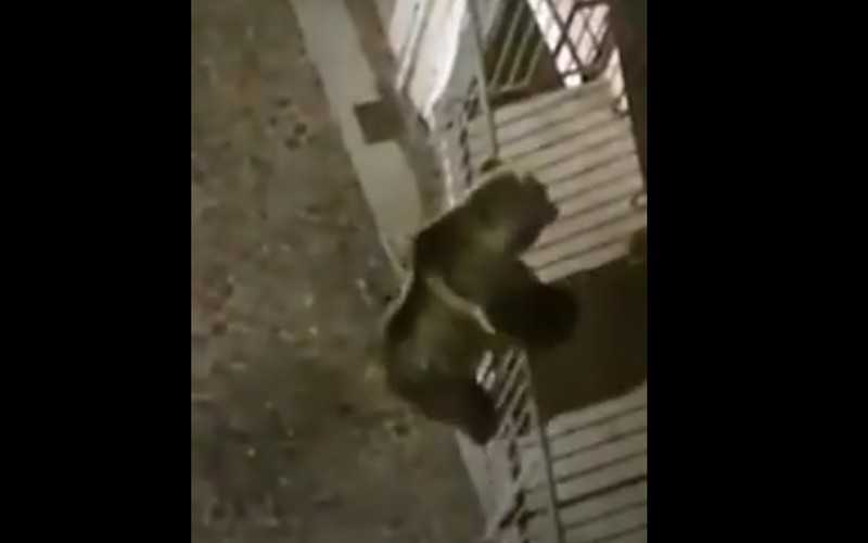 Niedźwiedź-akrobata w centrum włoskiego miasteczka