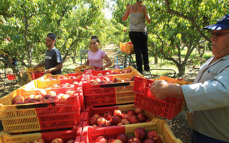 The French are counting on seasonal workers from Poland