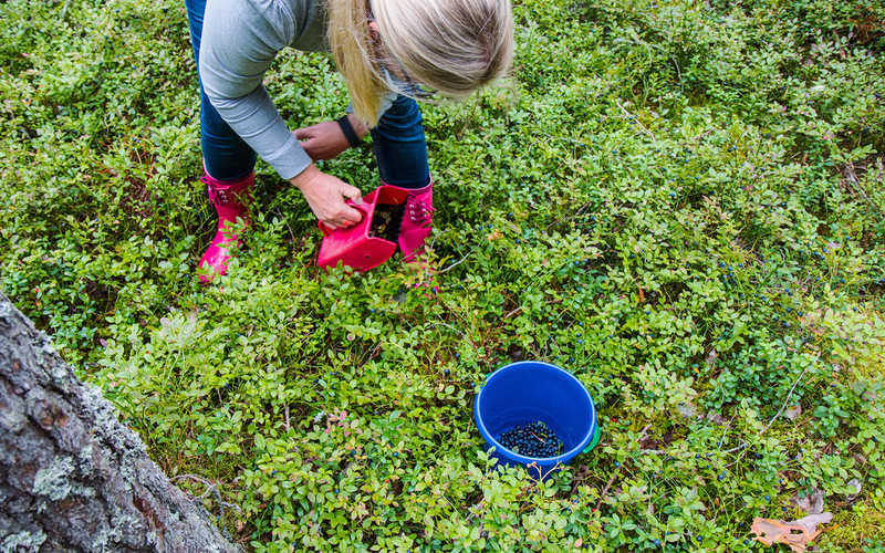 Sweden: Endangered this year's forest fruit harvest