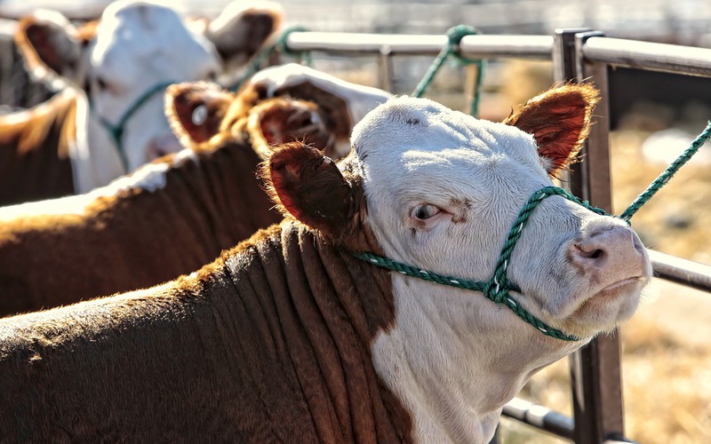 "FT": The government is arguing about tariffs on US agricultural products