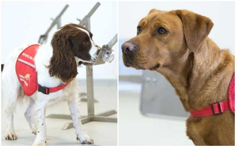 UK: Naukowcy sprawdzą, czy psy mogą węchem wykrywać koronawirusa
