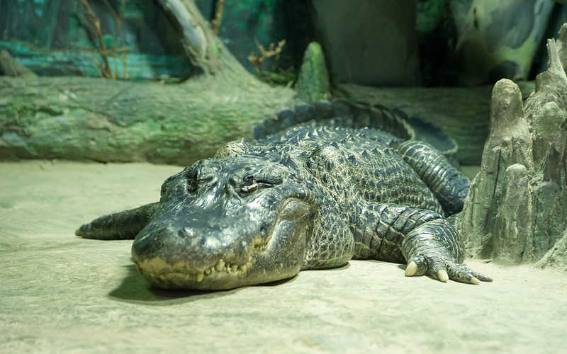 W zoo w Moskwie zakończył życie "aligator Hitlera" 
