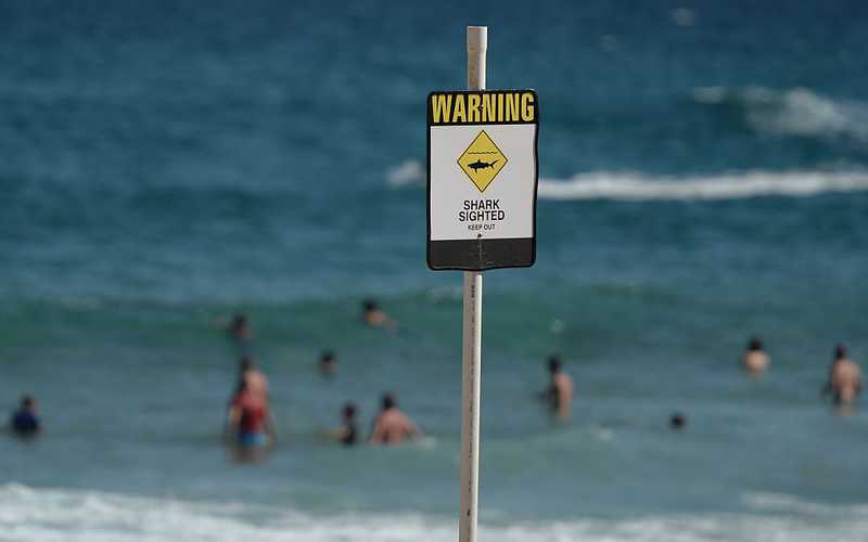 Australia: Surfer nie przeżył ataku 3-metrowego rekina 