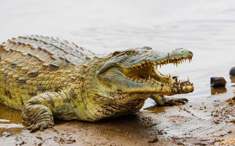 Hiszpania: Gorączkowe poszukiwania krokodyla. "Jest bardzo agresywny"