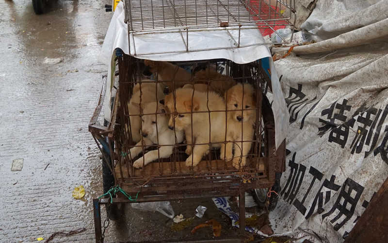 Chiny: Mimo pandemii rozpoczął się festiwal psiego mięsa w Yulinie