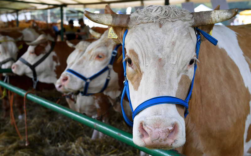 Burger King karmi krowy nową paszą. Chce zredukować emisję metanu