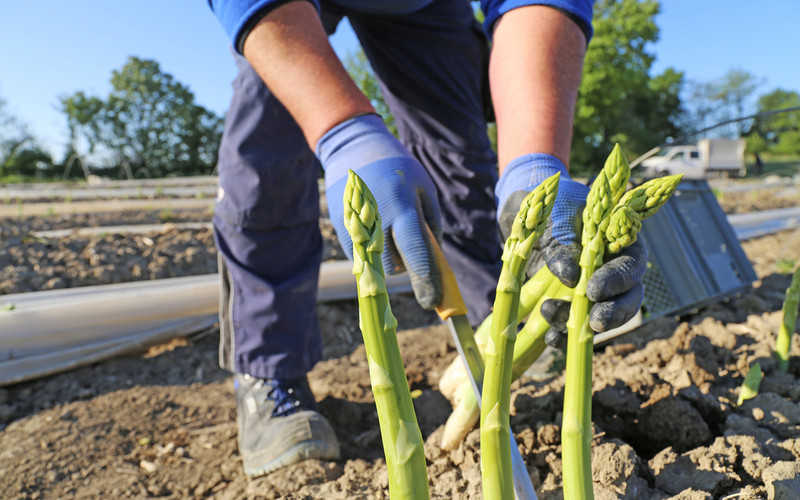 Germany: Lack of foreign workers has resulted in smaller asparagus harvests