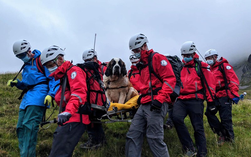 British rescuers carried St. Bernard from the mountain