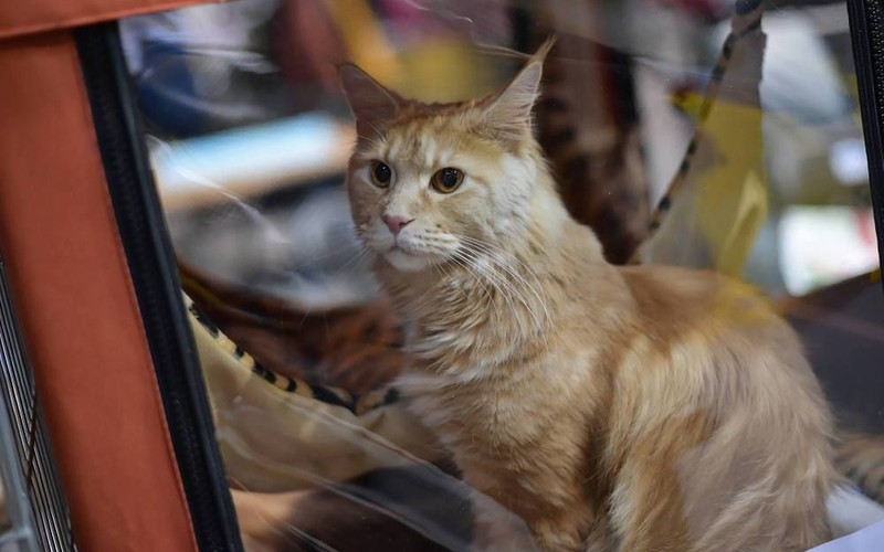 Georgie the cat has found her owners after 12 years