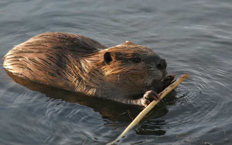 England's first wild beavers for 400 years allowed to live on River Otter
