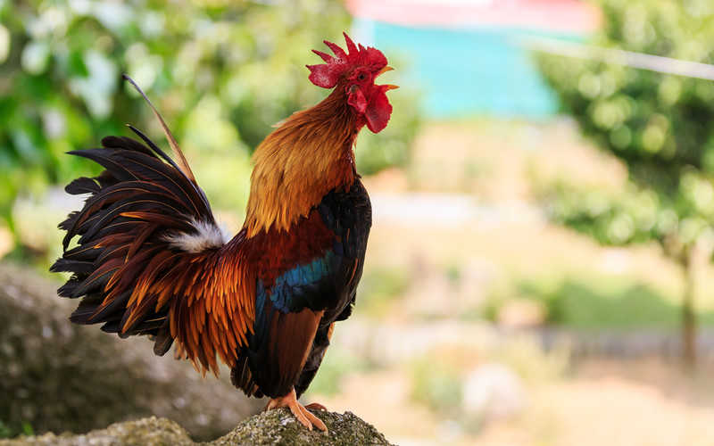 Italy: A fine of 166 euros because the rooster crows too early