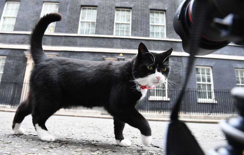 Palmerston, the UK Foreign Office cat, to retire