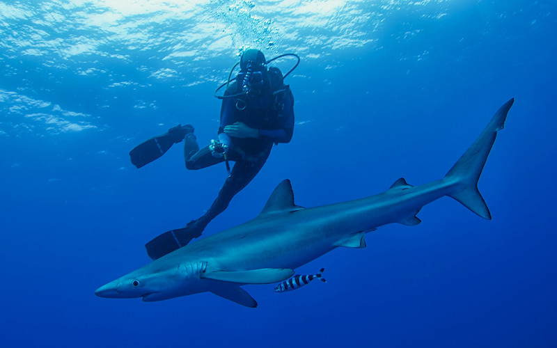 Portugal: Beach sharks increased during the pandemic