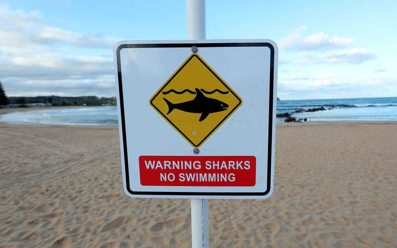 Australia surfer saves wife by punching shark