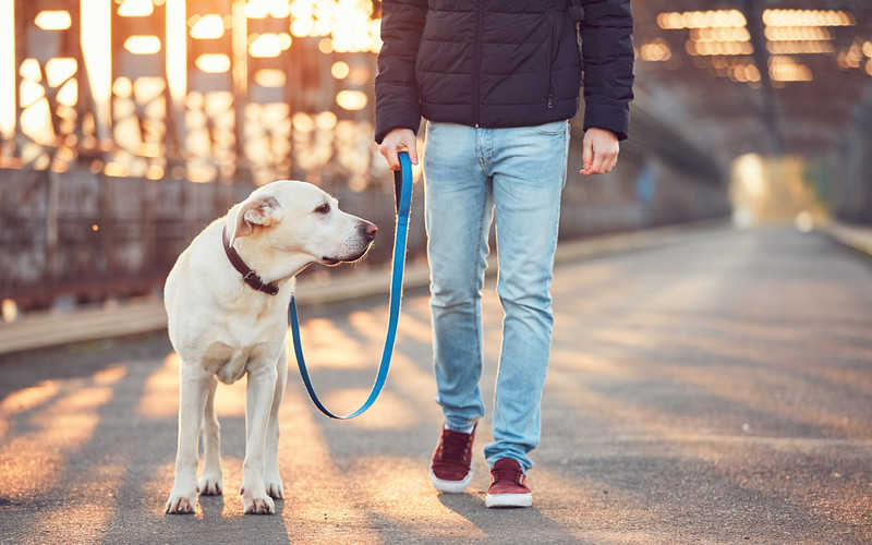 Niemcy chcą wprowadzić obowiązkowe godzinne spacery z psem