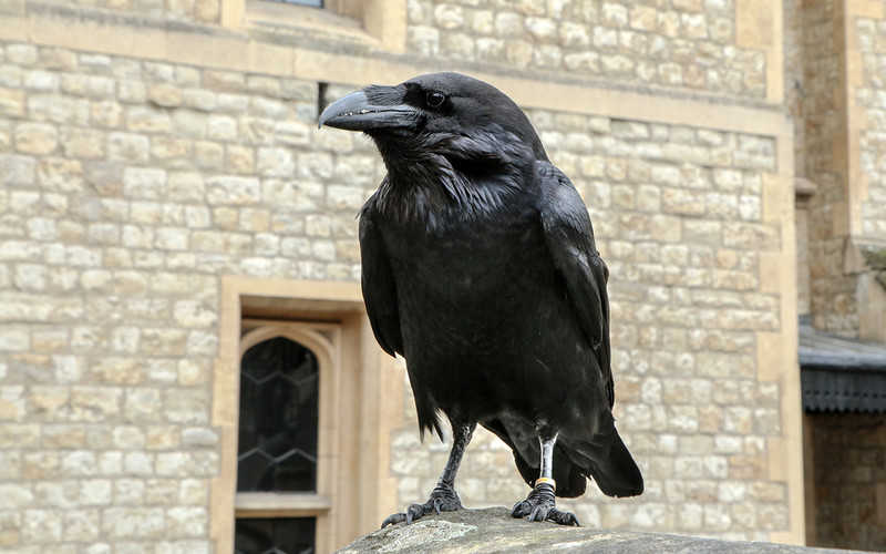 Tower of London ravens leaving historic attraction to find food as tourist numbers fall