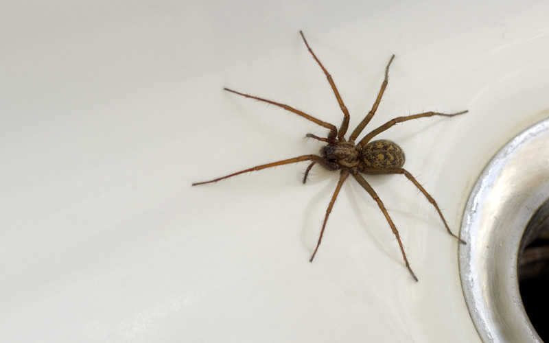 "Inwazja" wielkich pająków na domy w Wielkiej Brytanii