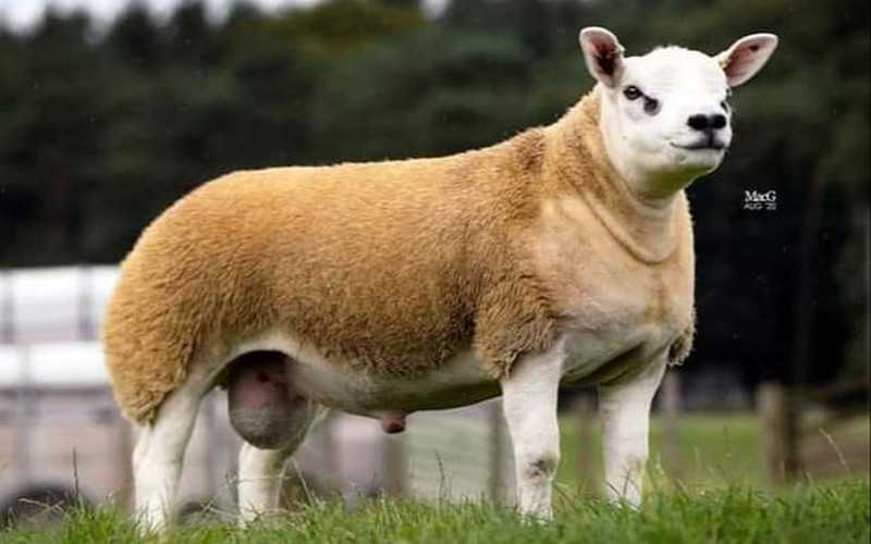 Najdroższa owca na świecie sprzedana za 368 tys. funtów