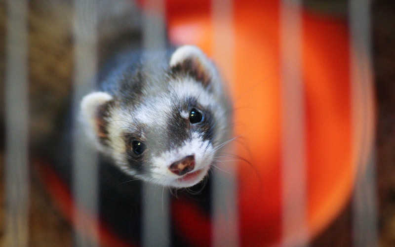 'I saw animals in cages, stressed and suffering': Former fur trade boss calls for UK sales ban